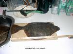 skrubbe 1250 gram